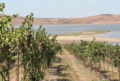 В Анапе испытают новые северные сорта винограда