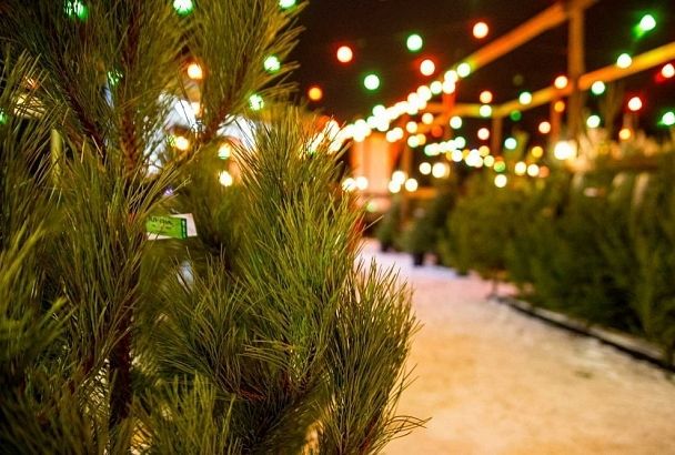Более 80 елочных базаров откроются в Краснодаре в декабре