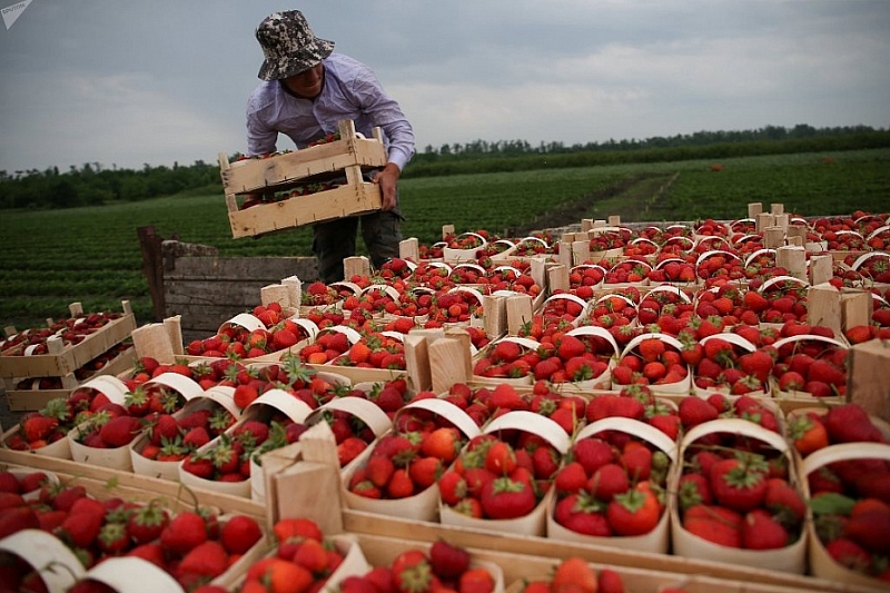 Краснодарский край вошел в число регионов-лидеров по сбору ягод