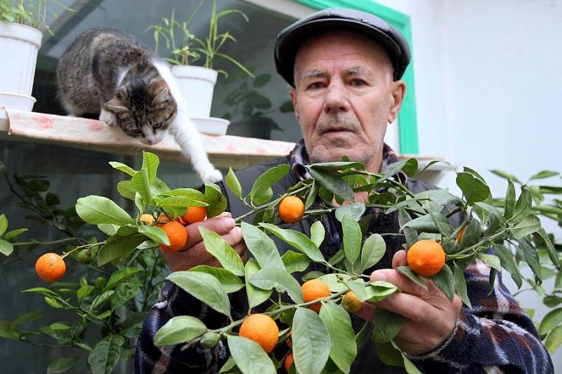 Последователь Мичурина из станицы Брюховецкой более 50 лет выводит новые сорта садовых культур