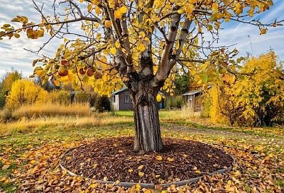 Как под деревом, так и на нем: зачем нужны приствольные круги