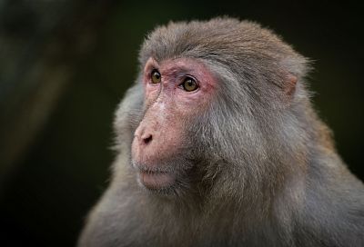 Обезьяна укусила российскую туристку во время прогулки в парке