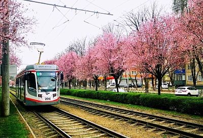 Деревья и кустарники высадят в 2022 году вдоль трамвайной ветки на Московской 