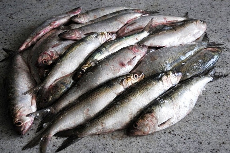 Очередной браконьер: житель Краснодарского края задержан за рыбалку на 77 тыс. рублей