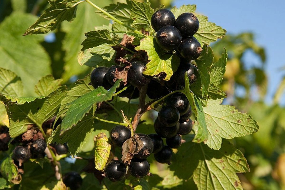 Тля на смородине: мыльный раствор по науке Россельхозцентра для убойного результата