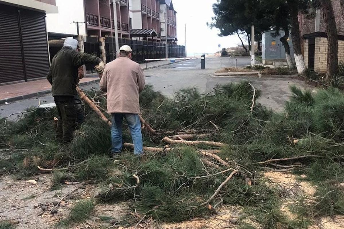 В Анапе мужчинам грозит до 2 млн рублей штрафа за спиленную сосну