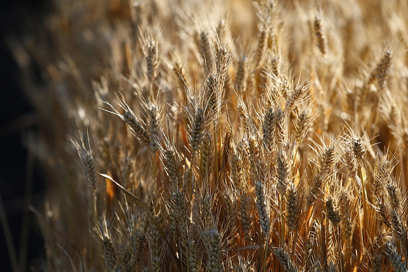 В Краснодарском крае стартовала уборка пшеницы
