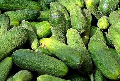 Дачники, сейте только эти 3 сорта огурцов: плоды атакуют грядки летом