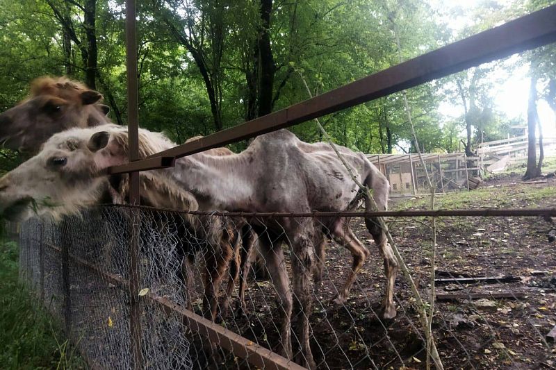 Живодерня вместо парка: страшные фото истощенных верблюдов из Сочи возмутили пользователей соцсетей