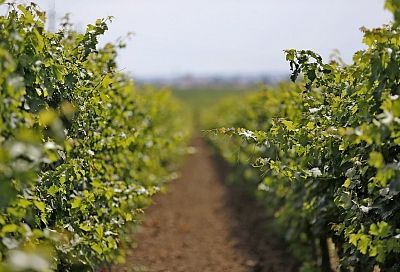 Перевод сельхозугодий и виноградопригодных земель под жилищное строительство запретят в Краснодарском крае