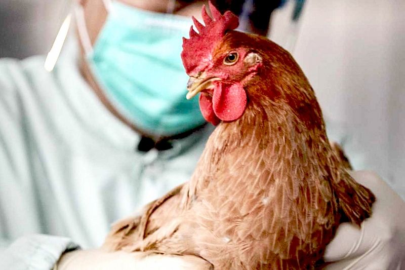Ученые рассказали, как защититься от птичьего гриппа H5N8