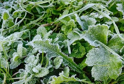 Заморозки возвращаются на Кубань: до -3 градусов ожидается в ближайшие ночи