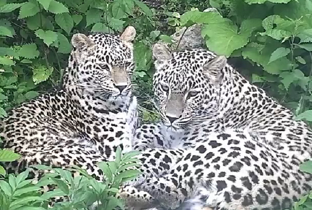 Молодые леопарды из Сочинского нацпарка готовы к выпуску в дикую природу