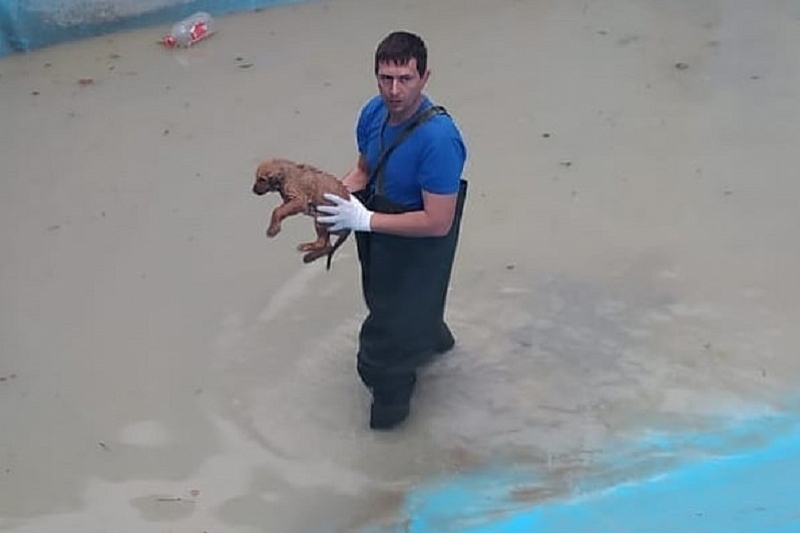 В Новороссийске спасатели достали щенка, упавшего в строящийся бассейн