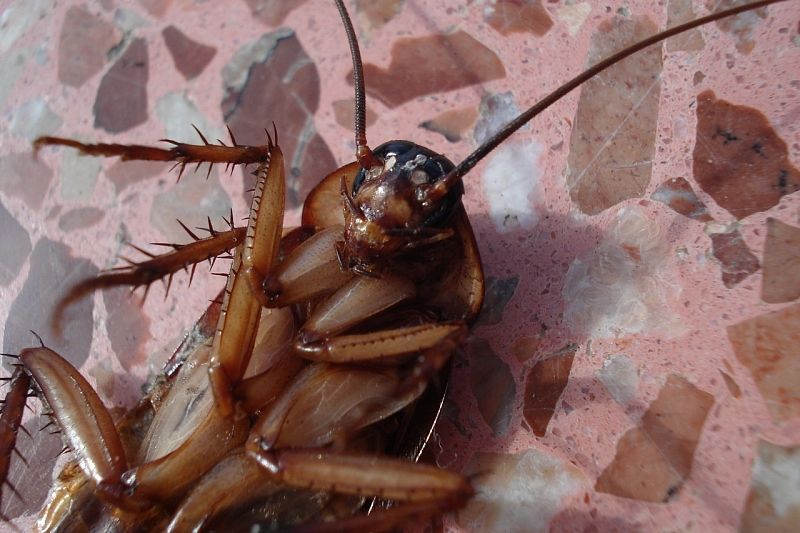 Ученые изобрели таракана-киборга на солнечной батарее