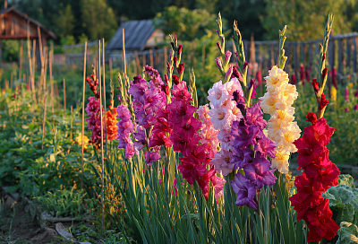 Подготовка гладиолусов к посадке: что нужно делать и что категорически нельзя
