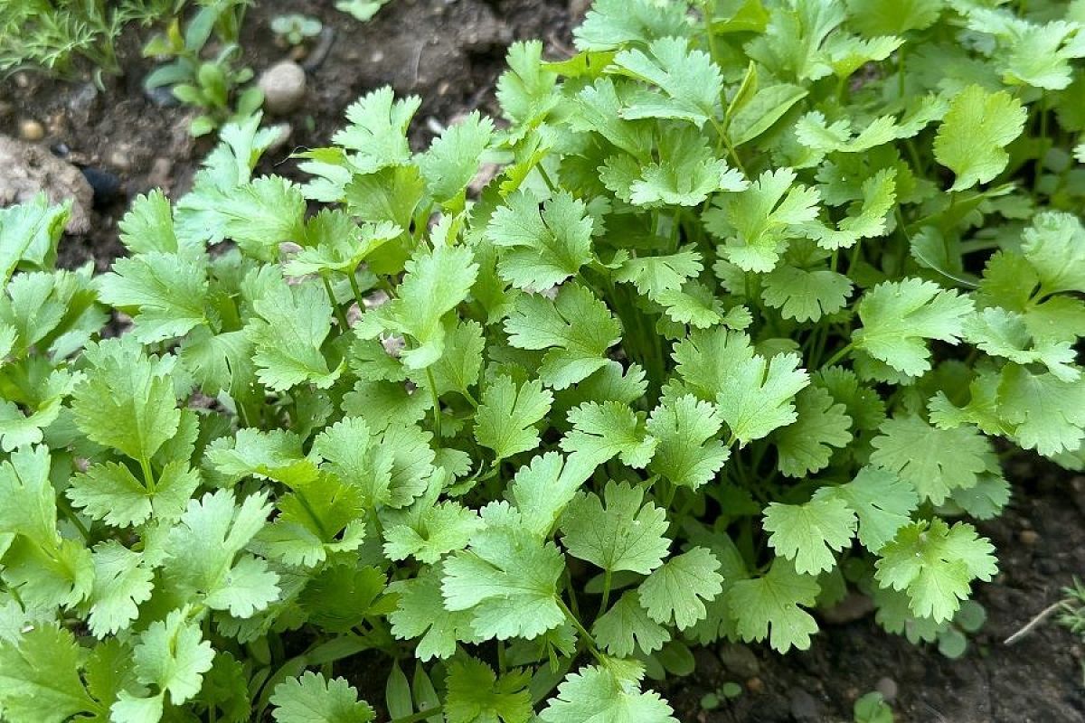 Нитраты в овощах и фруктах: стоит ли бояться и как уменьшить риски