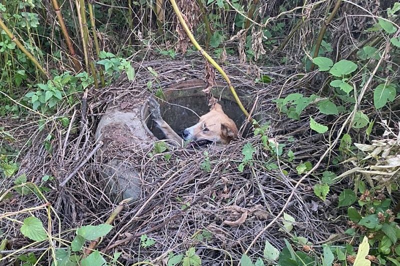 На Кубани спасли упавшую в канализационный колодец собаку