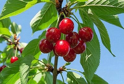 Как вырастить вишню, которой завидуют соседи: советы для большого урожая