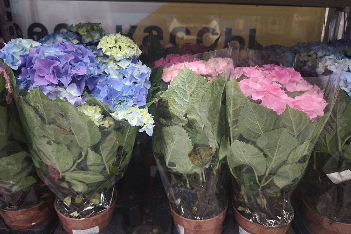 Гортензия в квартире: роскошный подарок, который превращается в капризный цветок