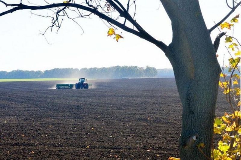 Аграрии Краснодарского края приступят к массовому севу озимых культур в начале октября