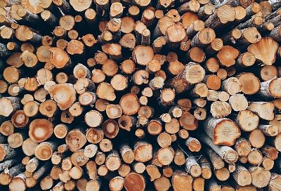 В Краснодарском крае выявили контрабанду древесины на 250 млн рублей