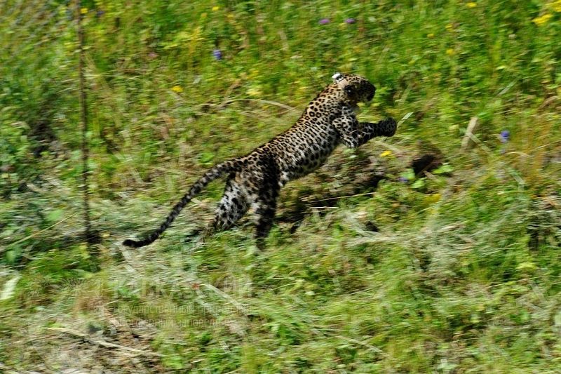 Выпуск переднеазиатских леопардов в дикую природу