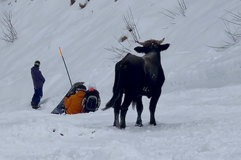 Наперегонки с рогатым: резвый бык напугал туристов в горах под Сочи
