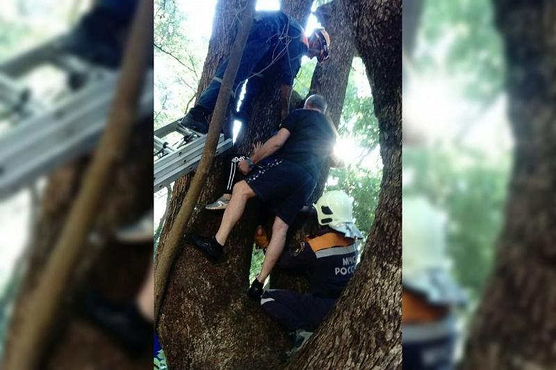 В Сочи спасатели сняли с дерева застрявшую на нем 11-летнюю девочку