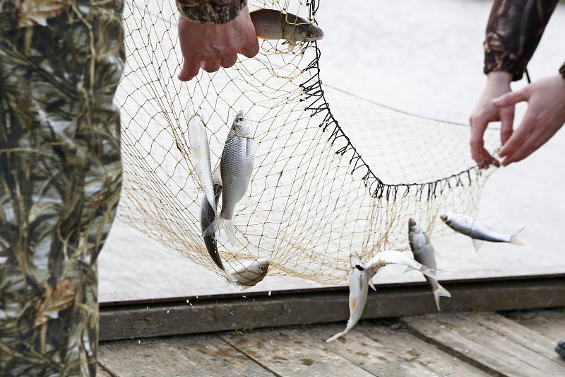 Запасы ценных промысловых рыб в Азовском море и лиманах ощутимо снижаются.