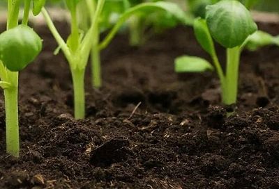 Грунт для рассады своими руками: добавил вермикулит и Фитоспорин — сеянцы крепкие, без гнили