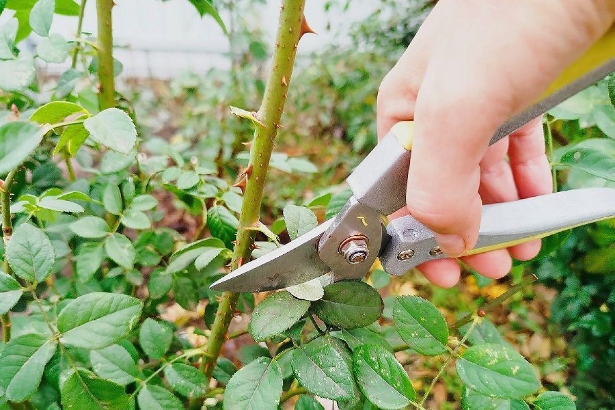 Осенняя обрезка роз: 5 главных правил, которые гарантируют здоровое пышное цветение в следующем году