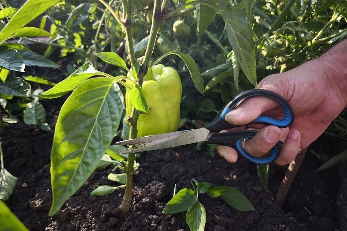 Режь без жалости: главные правила формирования куста для получения крупных перцев