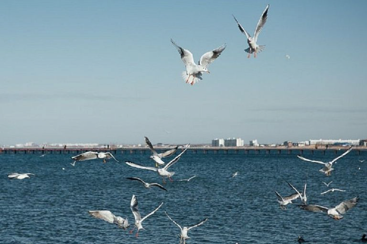 Температура Черного моря у берегов Кубани продолжает стремительно падать