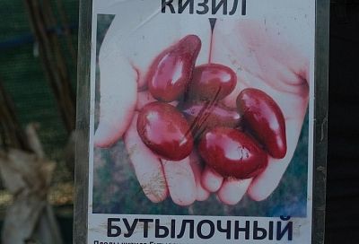 Два сорта кизила – какой выбрать и как правильно посадить