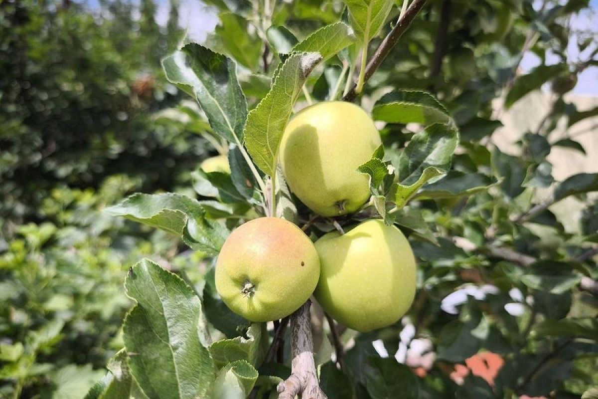 Какая гадость: почему яблоки гниют прямо на дереве