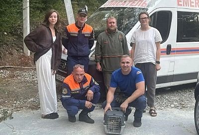 В Новороссийске спасатели сняли кота, просидевшего двое суток на дереве