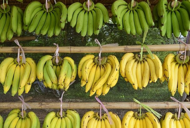 Желтый или зеленый: 5 веских причин начать есть бананы только этого цвета