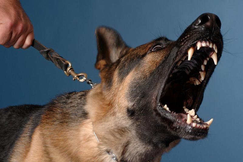 Власти Новороссийска начали бороться с нерадивыми владельцами собак