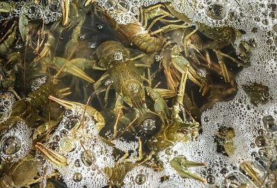 Ученый назвал условие восстановления ракопромыслового значения лиманов Азовского моря на Кубани