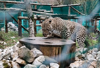 Центр восстановления переднеазиатских леопардов в Сочи откроют для туристов