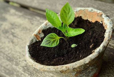Ваши растения вас расцелуют: срочно пересадите их в подходящий грунт