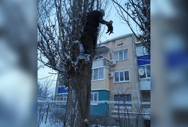 В Новопокровской спасателей вызвал кот