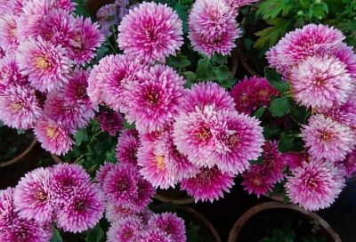 Хризантемы мультифлора порадуют пышным цветением: 4 способа их зимовки 