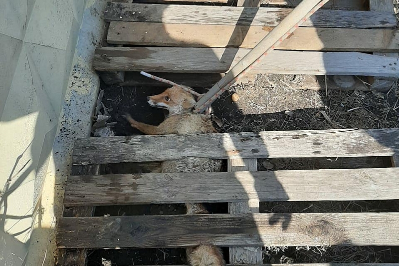 В Краснодарском крае спасатели поймали на территории консервного завода агрессивную лису