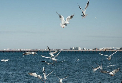 Черное море не спешит остывать: синоптики рассказали, где на Кубани самая теплая вода