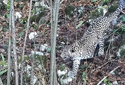 Поели по шесть раз: выпущенные в дикую природу сочинские леопарды совершенствуют навыки охоты