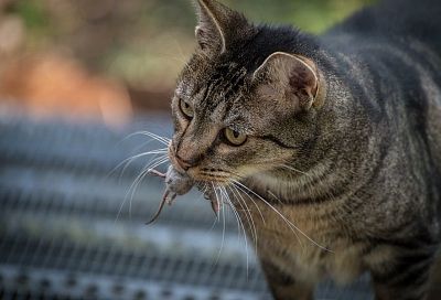 Отберите у кошки мышку: как отучить питомца таскать в дом добычу