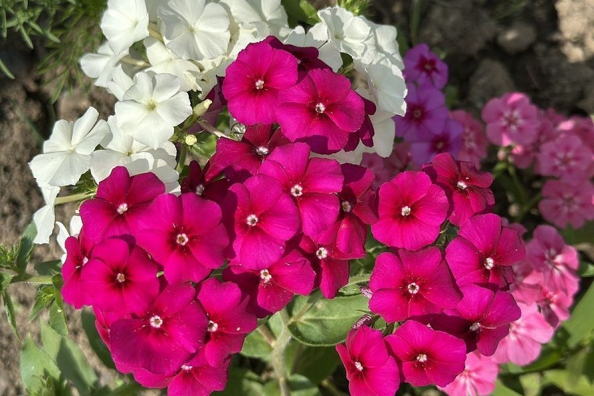 Сентябрь – время флоксов: как правильно сажать деленки осенью