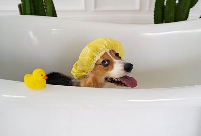 У вас не должно быть ничего общего! Вот почему нельзя мыть лапы собакам после прогулки человеческим шампунем или мылом